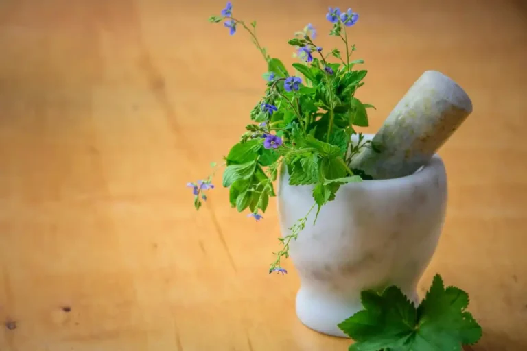 Benefícios das Plantas Medicinais