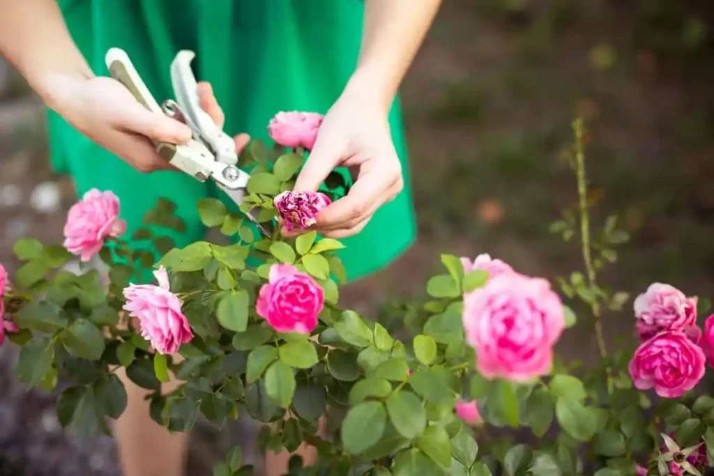 Como Cuidar de Rosas