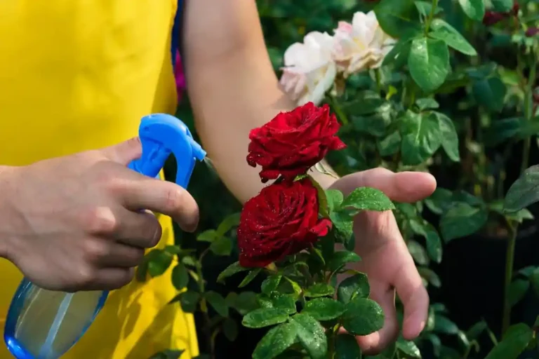 Como Cuidar de Rosas