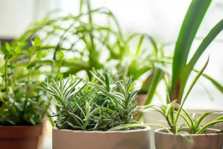 Como Plantar Temperos em Vasos