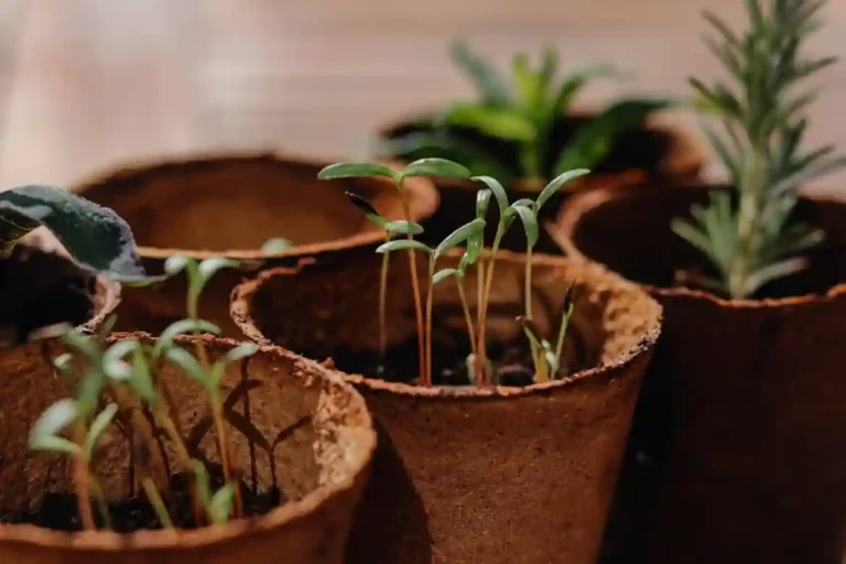 Cultivar Seus Próprios Alimentos