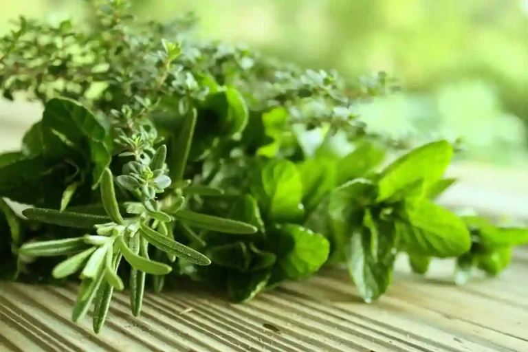 Ervas Aromáticas na Culinária