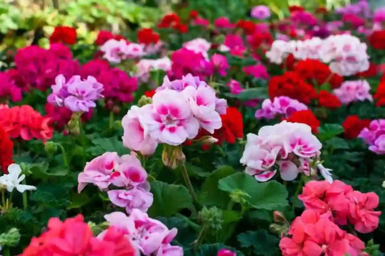 Plantas que não Gostam de Borra de Café