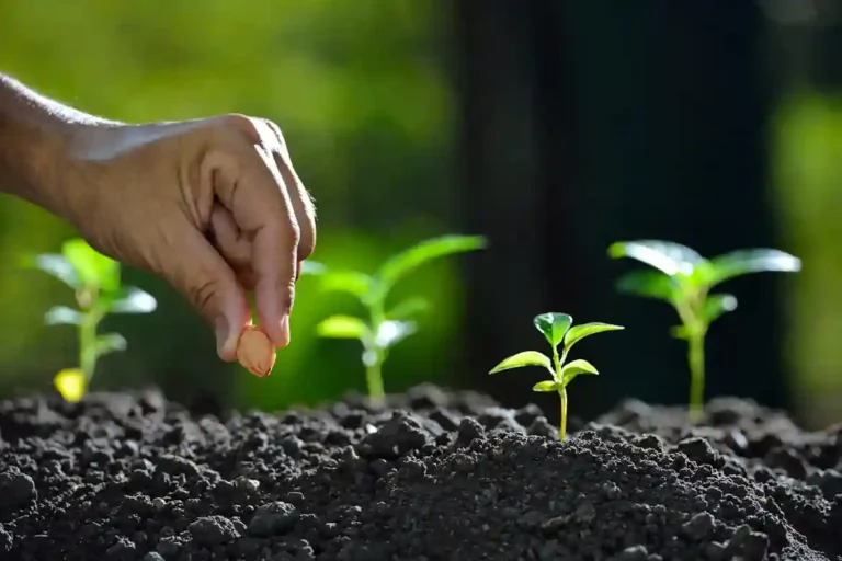 Preparar a Terra para Plantar