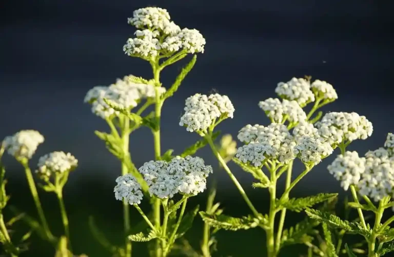 Aquilea Planta medicinal das Mil-folhas