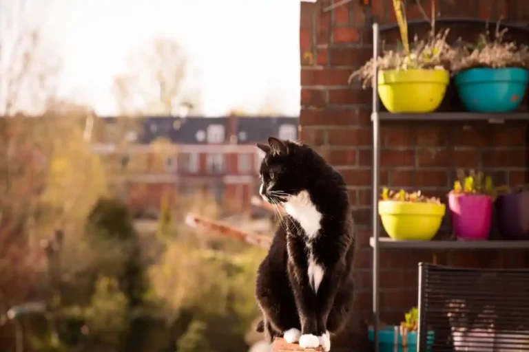 Como Afastar os Gatos da Sua Horta: 5 Dicas Simples e Eficazes