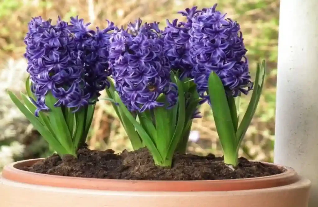 Como Cultivar Jacintos: Guia Completo para Jardins e Vasos 3 Como Cultivar Jacintos