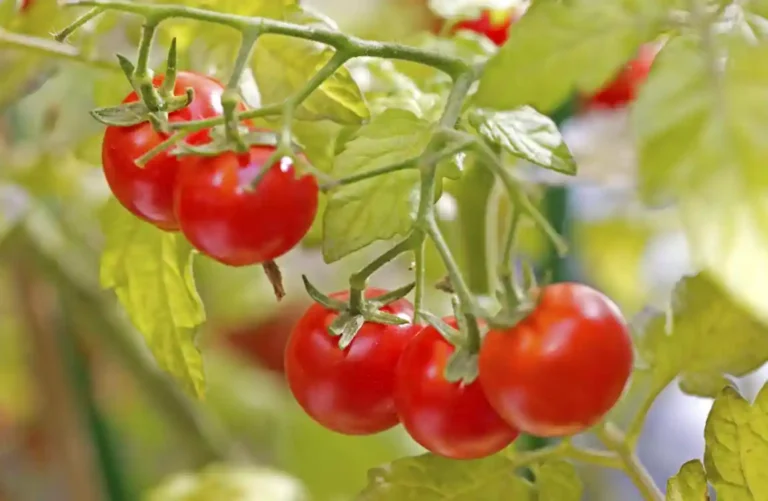 Como Cultivar Tomates em Vasos