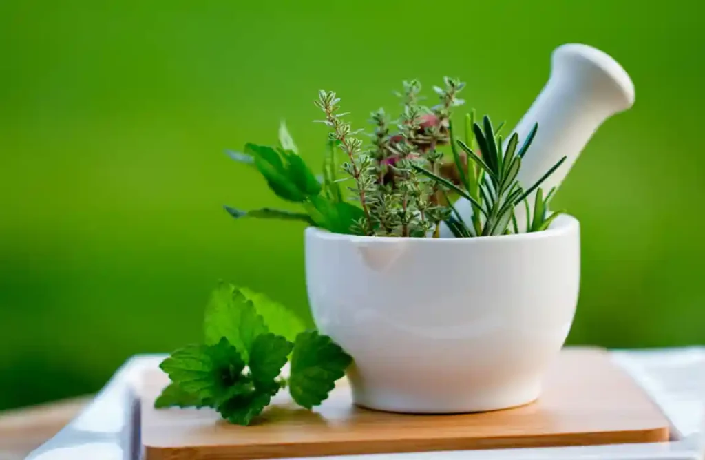 Plantas Medicinais para Cultivar em Casa