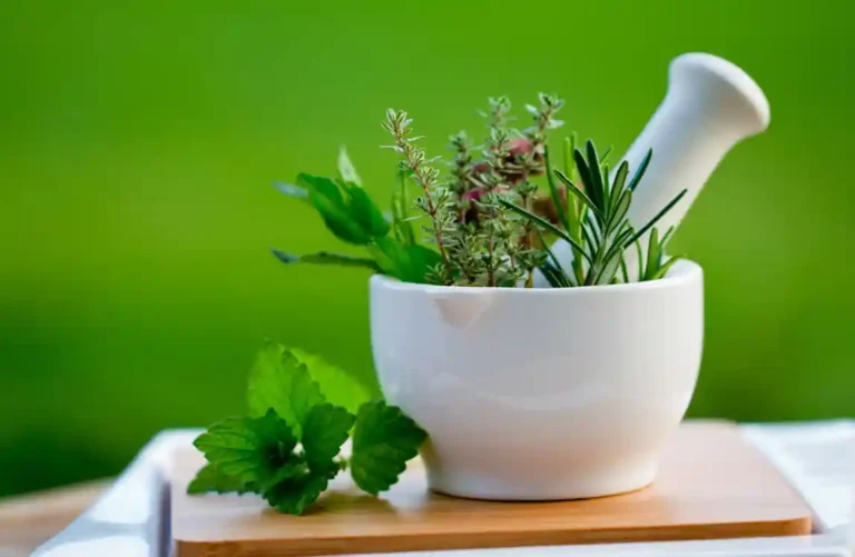 Plantas Medicinais para Cultivar em Casa