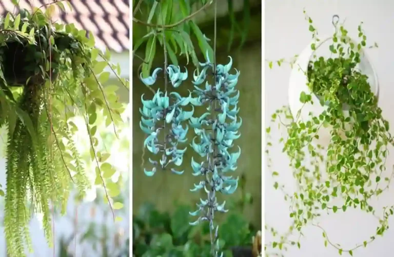 Plantas Suspensas para Cultivar