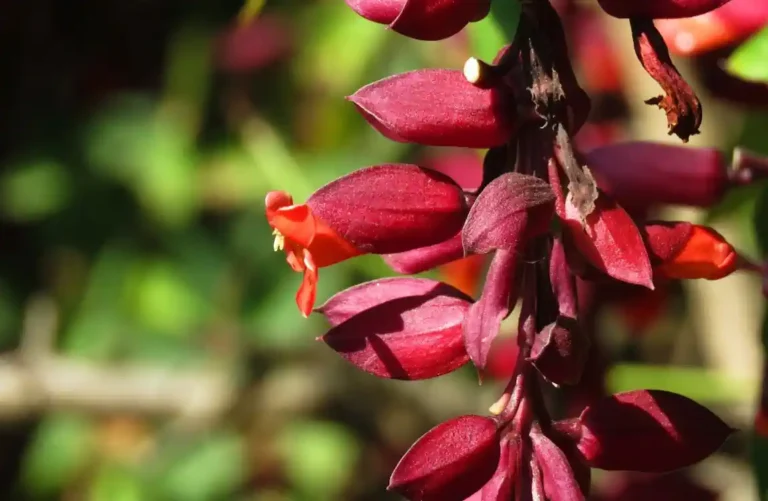 Como Plantar Mini-sapatinho-de-judia