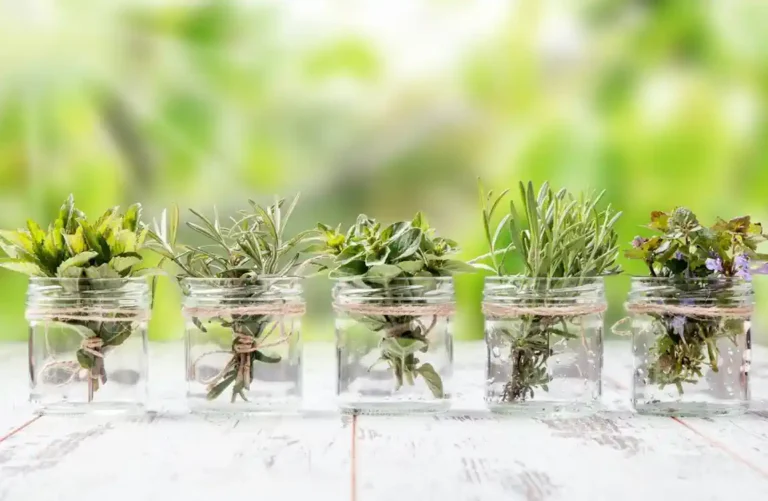 Ervas Perfeitas para Cultivar em Água