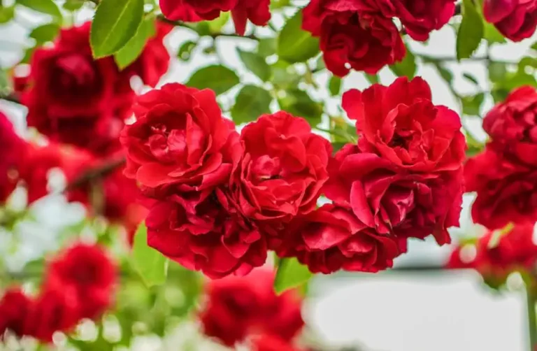 Guia Completo para o Cultivo de Rosas
