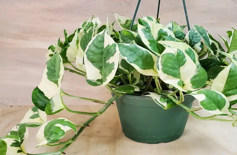 Como Plantar Peperomia Serpens