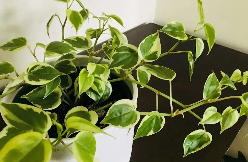 Como Plantar Peperomia Serpens