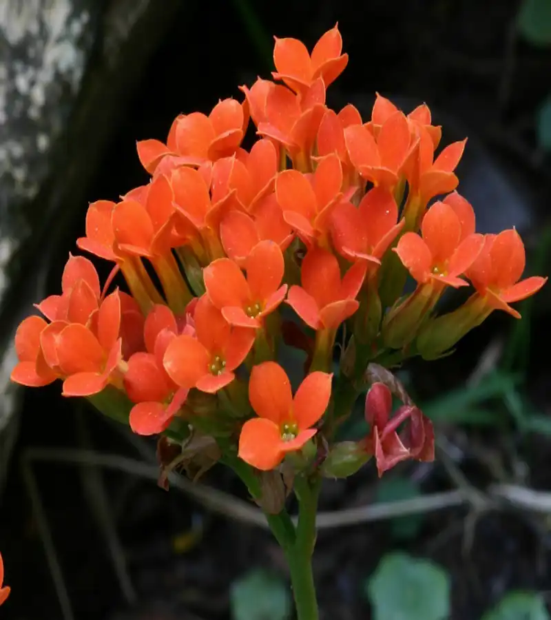 Plantas Trazem Sorte e Prosperidade
