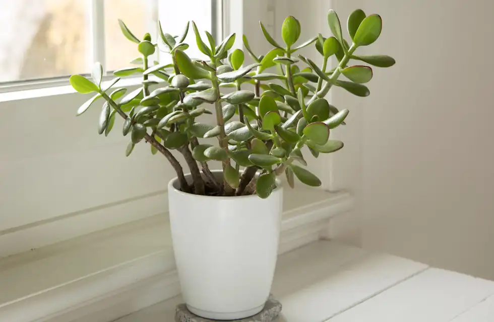 Plantas Trazem Sorte e Prosperidade Para o Lar