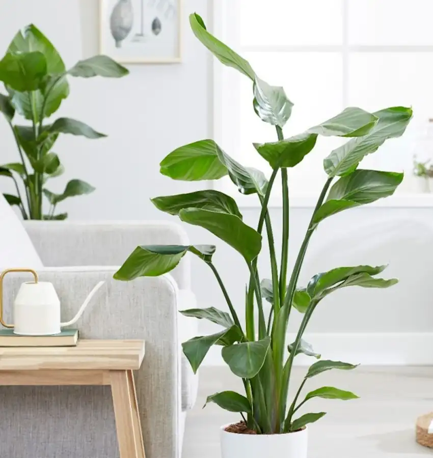 Plantas Trazem Sorte e Prosperidade Para o Lar