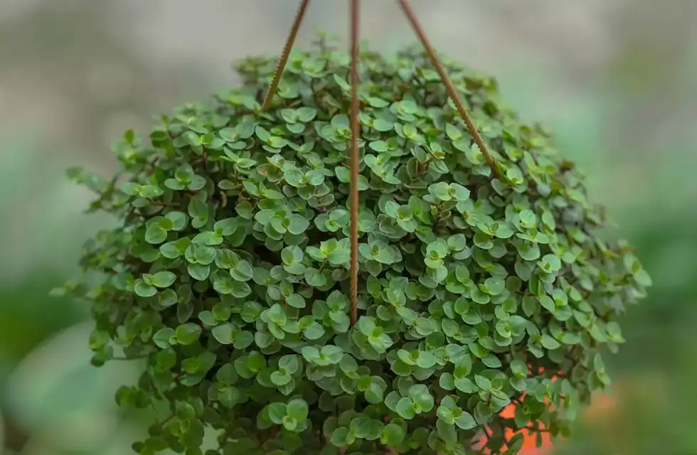 Plantas Trazem Sorte e Prosperidade