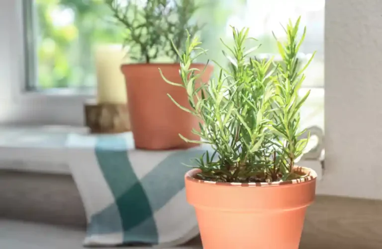 Alecrim no Vaso Como Plantar e Cuidar