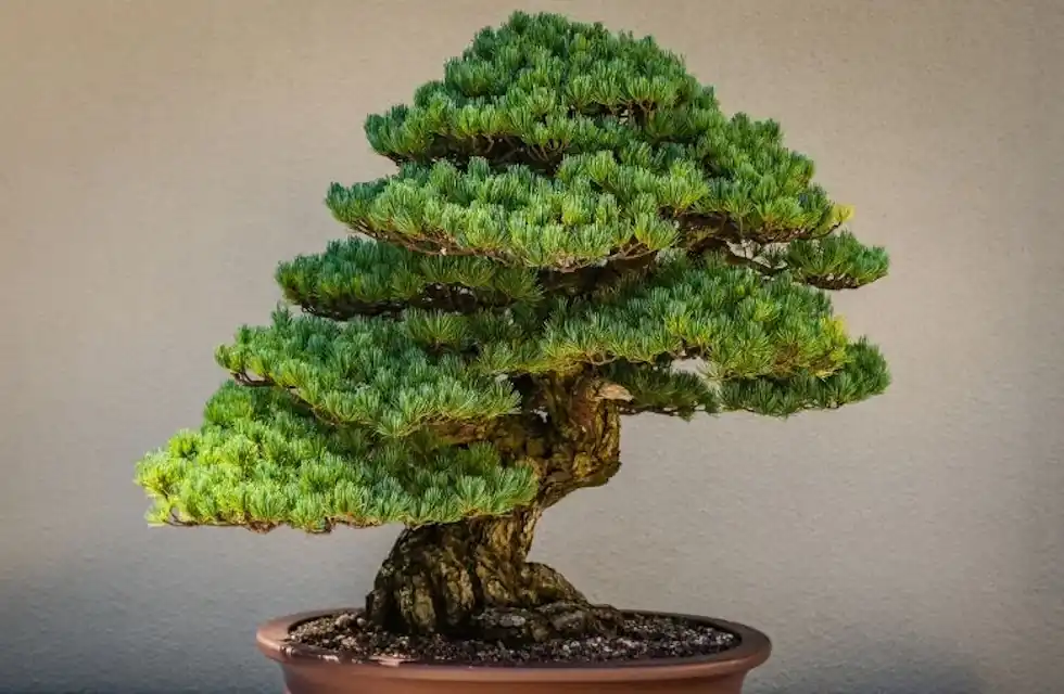 Bonsai Tudo o Que Você Precisa Saber