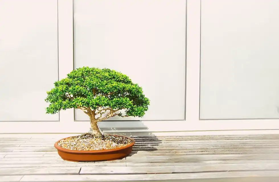 Bonsai Tudo o Que Você Precisa Saber