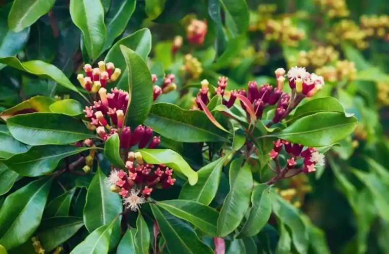 Cravo-da-Índia Como Cultivar em Casa