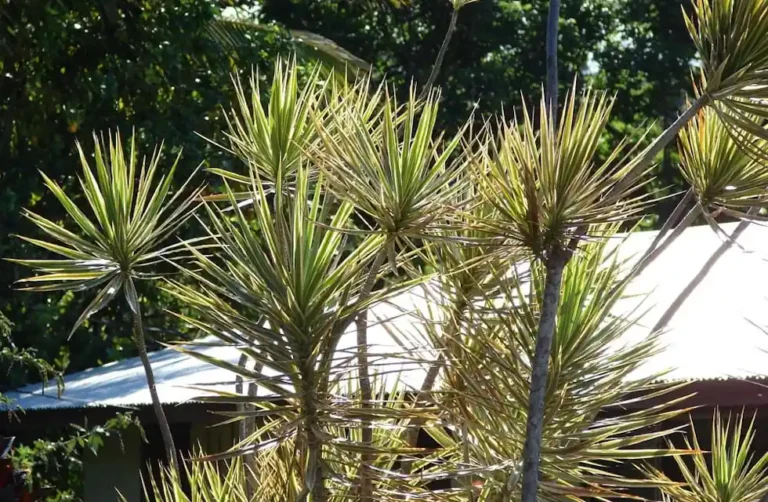 Dracena Tricolor Como Cuidar da Planta