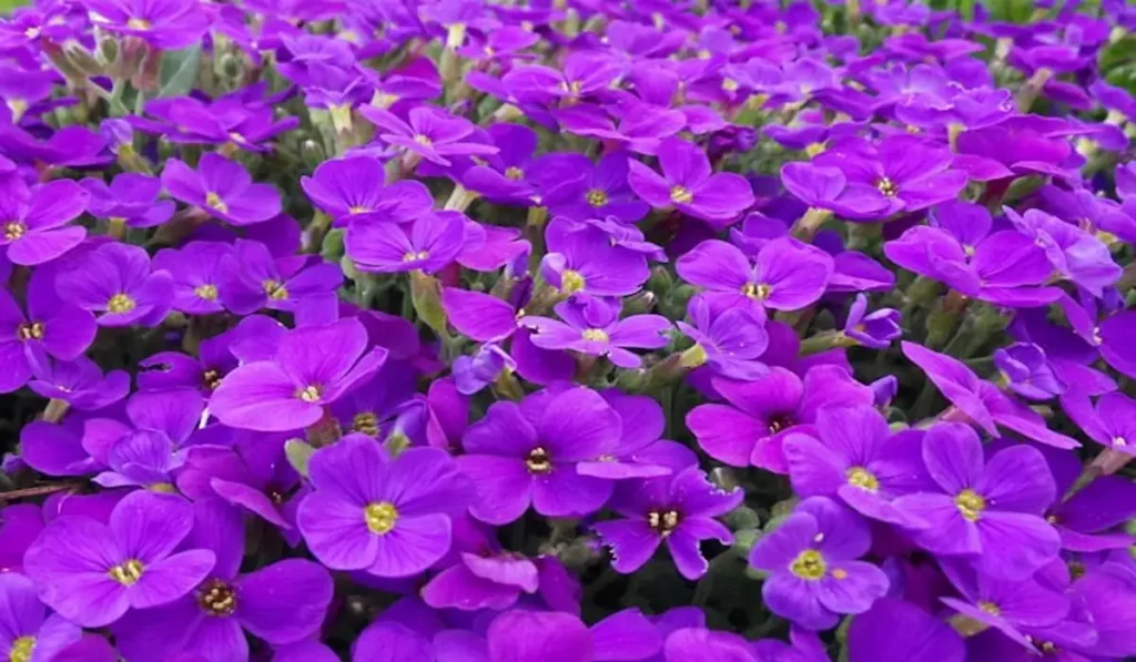 Flores Comestíveis Um Guia Completo para Colorir