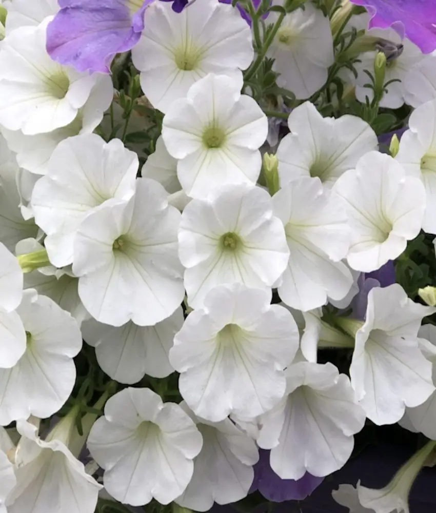 Flores Comestíveis Um Guia Completo para Colorir