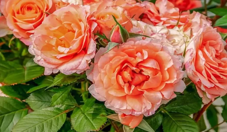 Flores Comestíveis: Um Guia Completo para Colorir e Saborear Seus Pratos