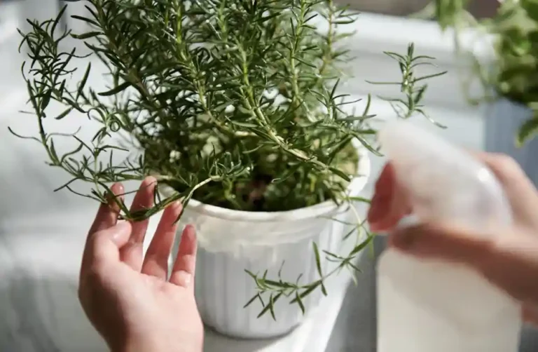 Quer Plantar e Cuidar do Alecrim no Vaso