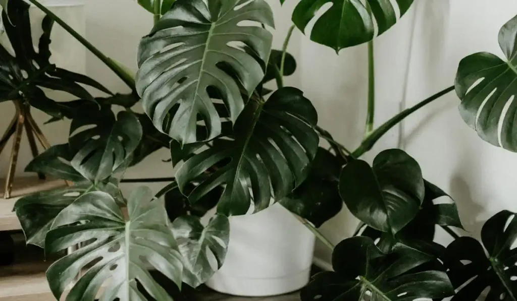 Como Cultivar Costela-de-Adão Maravilhosas em Seu Apartamento - 7 Dicas Práticas e Simples 21 Como Cultivar Costela-de-Adão Maravilhosas