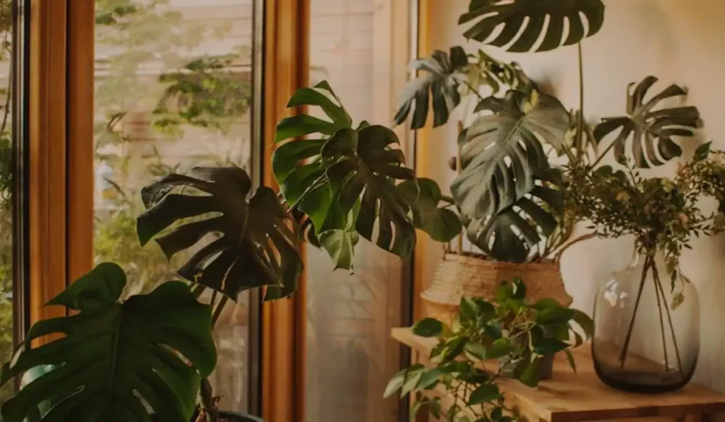 Como Cultivar Costela-de-Adão Maravilhosas em Seu Apartamento - 7 Dicas Práticas e Simples 35 Como Cultivar Costela-de-Adão Maravilhosas