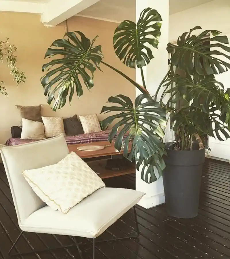 Como Cultivar Costela-de-Adão Maravilhosas em Seu Apartamento - 7 Dicas Práticas e Simples 34 Como Cultivar Costela-de-Adão Maravilhosas