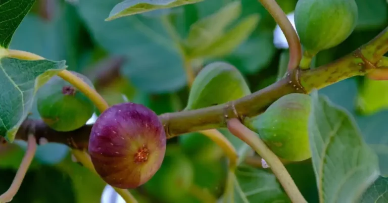 Cultive em Casa um dos Frutos mais Antigos do Mundo