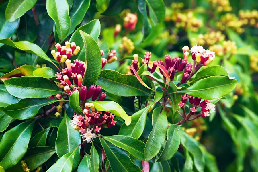 Plantar Cravo da Índia e Colha Flores Aromáticas