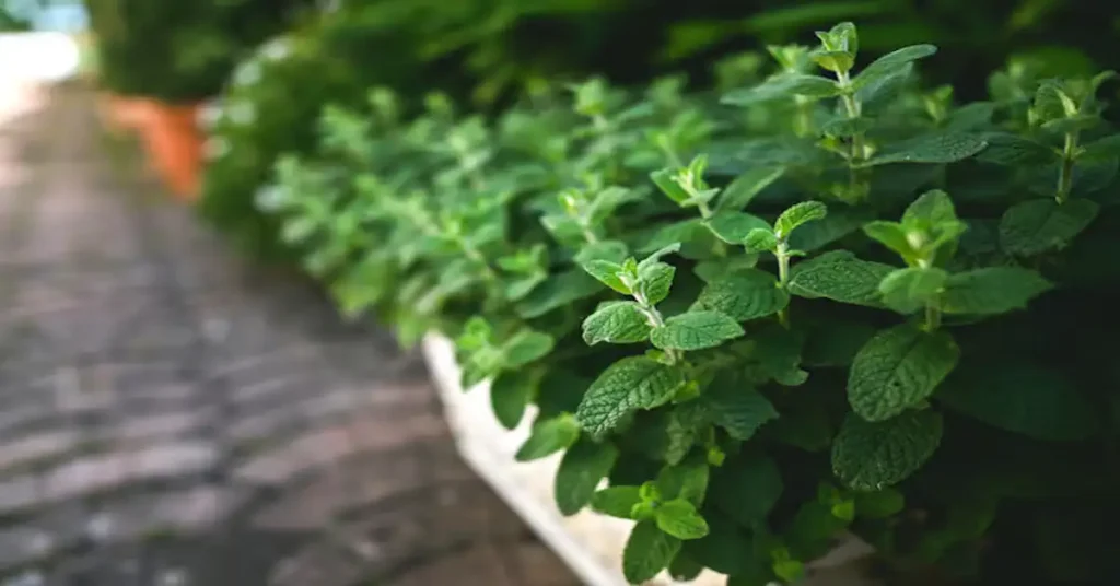 3 Plantas que Você Deve ter em Casa para Afastar Barata: O Segredo Natural que Funciona! 3 Plantas que Você Deve ter em Casa para Afastar Barata
