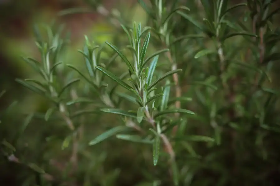 Plantas que Você Deve ter em Casa para Afastar Barata