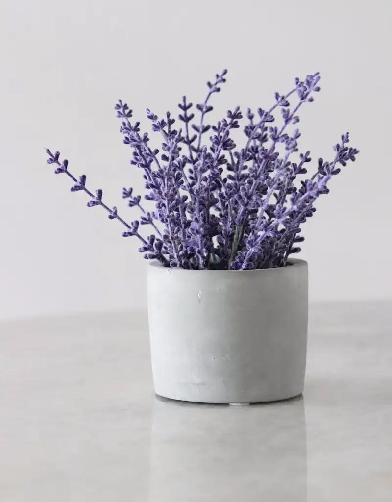 Plantas que Você Deve ter em Casa para Afastar Barata