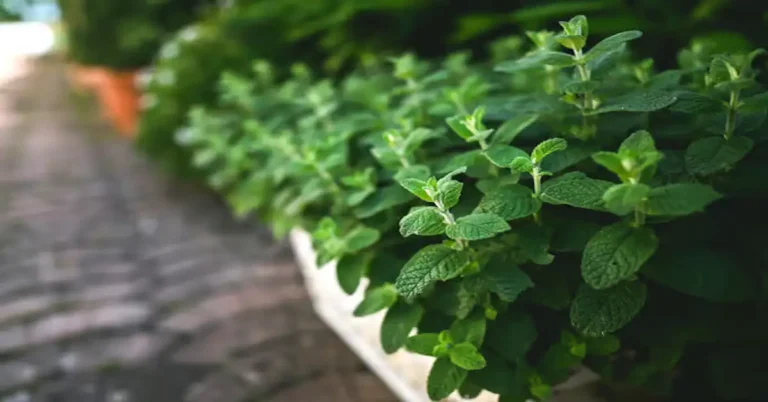 Plantas que Você Deve ter em Casa para Afastar Barata