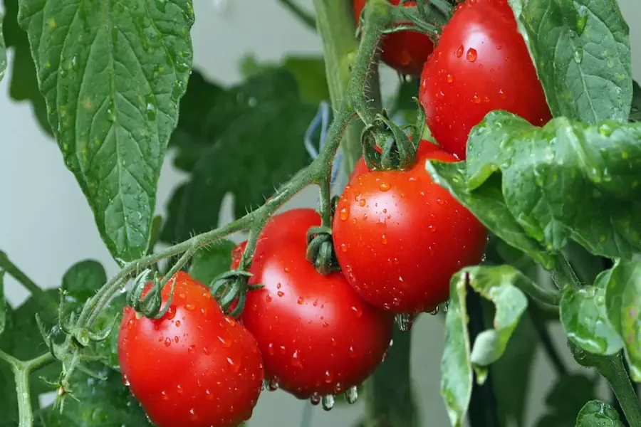 Os 8 Maiores Erros no Cultivo de Tomate