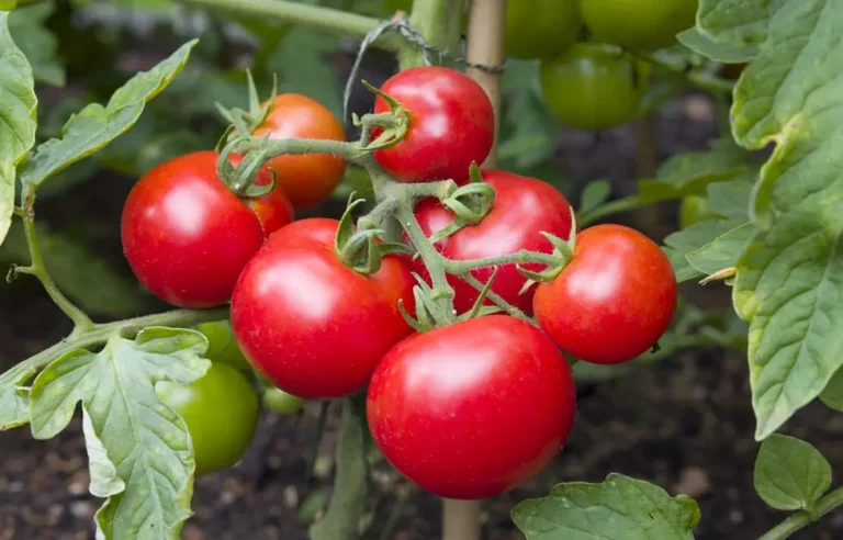 Os 8 Maiores Erros no Cultivo de Tomate