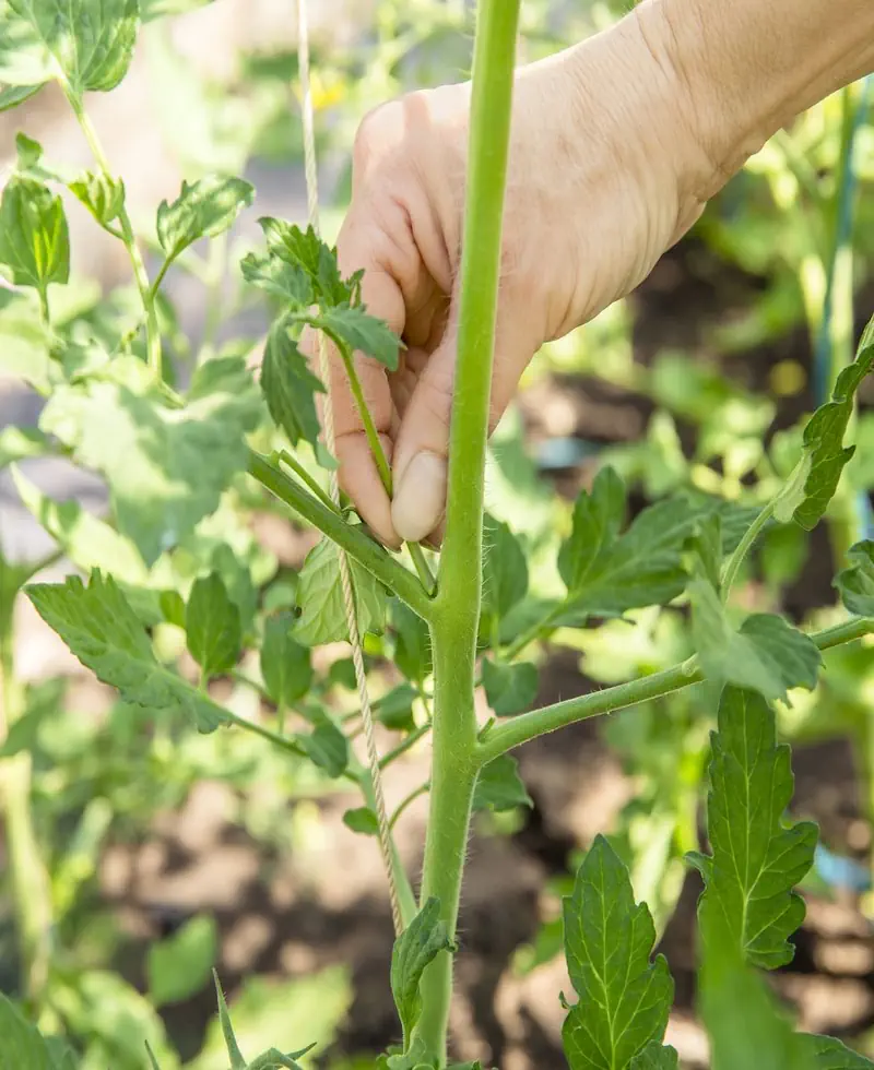 Os 8 Maiores Erros no Cultivo de Tomate