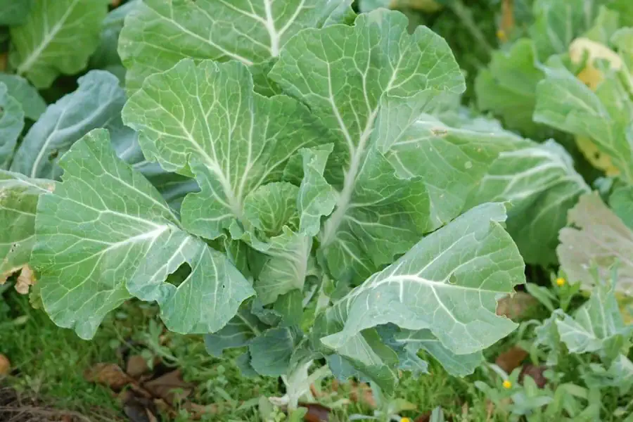 Couve: o Superalimento Diurético que Desincha e Transforma a Saúde – Benefícios, Receitas e Evidências Científicas 2 Couve o Superalimento Diurético